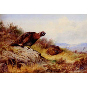 Red Grouse On The Moor