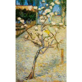Pear Trees in Bloom Arles