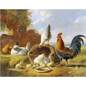 Albertus Verhosen - Spring Chickens