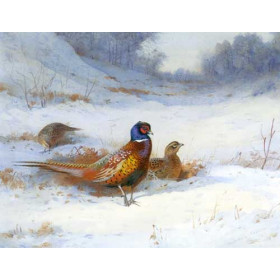 Archibald Thorburn - Cock and Two Hen Pheasants in Snow