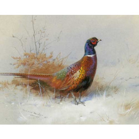 Archibald Thorburn - Cock Pheasant