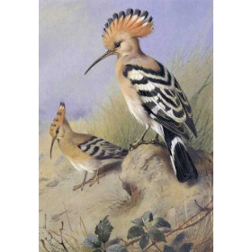 Archibald Thorburn - Hoopoes