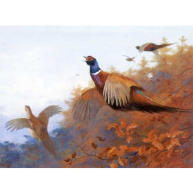 Archibald Thorburn - Pheasants in Flight
