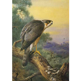 Archibald Thorburn -- Sparrow-hawk