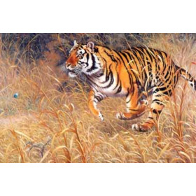 Bengal Tiger