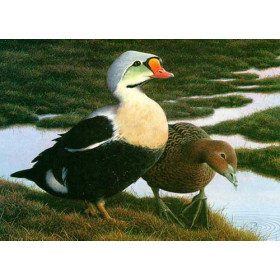 Federal Duck Stamp