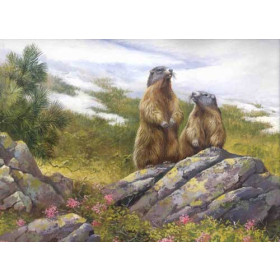 Groundhogs