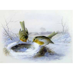 Harry Bright - Last Years Nest