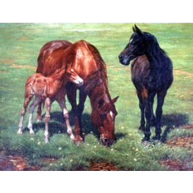 Horse Family