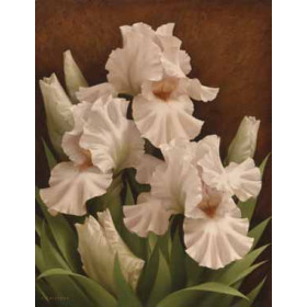 I g o r L e v a s h o v - Iris Illumination