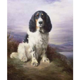 Lilian Cheviot - Royal, a Tri-Colour Working Springer Spaniel