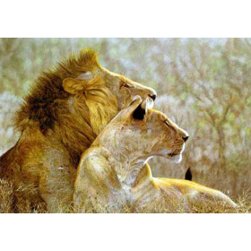 Lion Couple