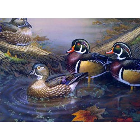 Mandarin Ducks