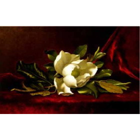 Martin Johnson Heade - The Magnolia Flower