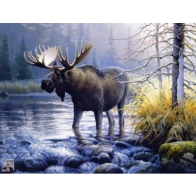 Moose