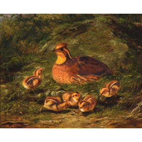 Quail and Young