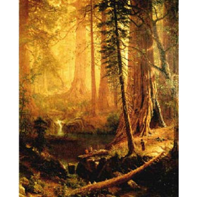 Giant Redwood Trees of California