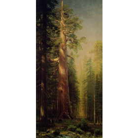 The Great Tree, Mariposa Grove, California