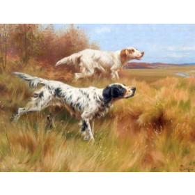 English Setters On Point
