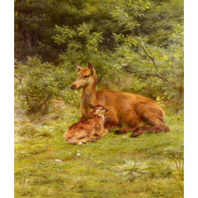 Doe And Fawn In A Thicket