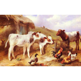 Calves, Chicken and a Duck