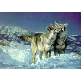 Starry, Starry Night-Coyotes